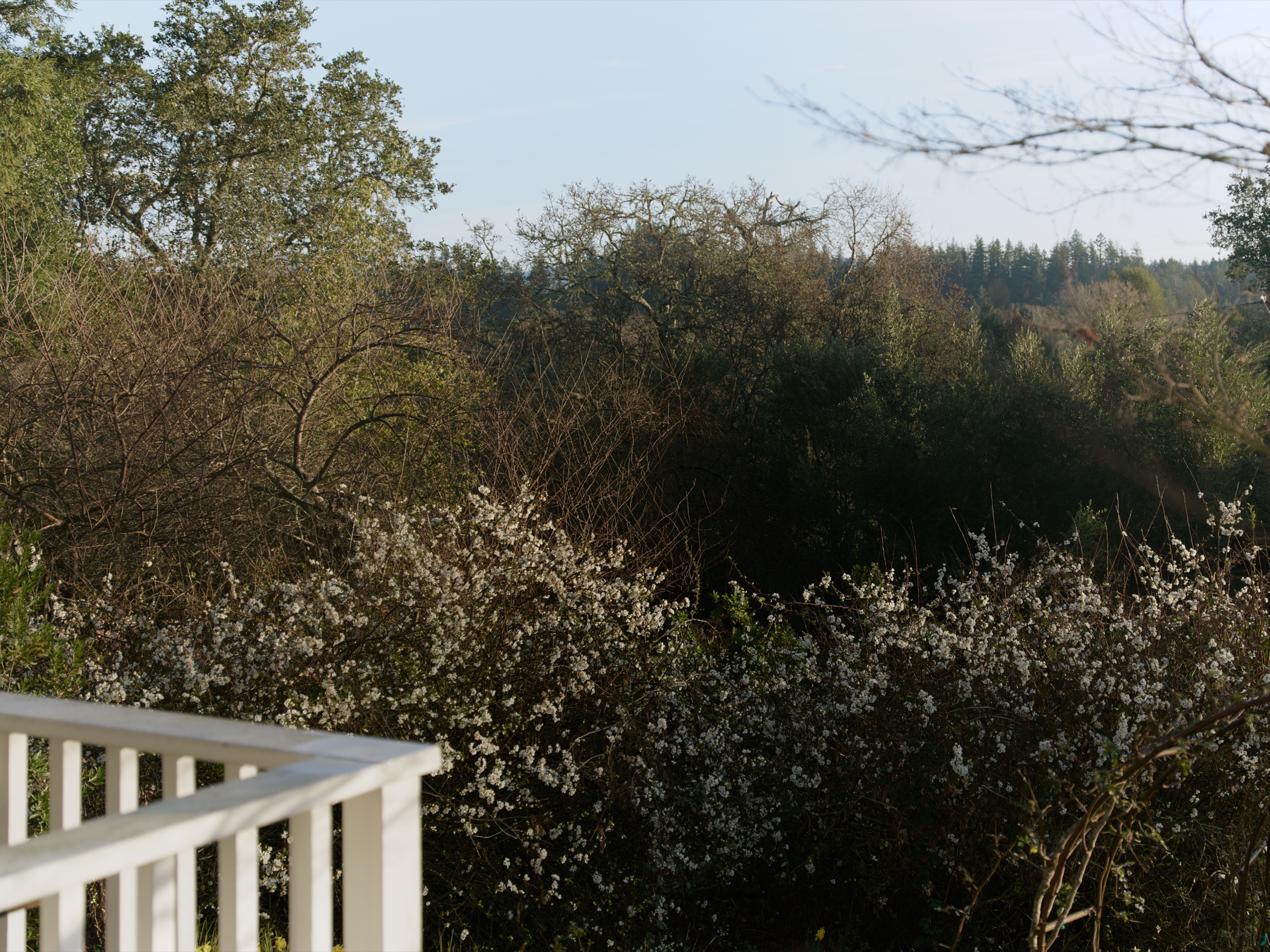 Healdsburg, Healdsburg, CA — photograph 14 of 15 by Elias Blanton